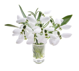 Beautiful bouquet of white snowdrops with petals isolated on a white background.