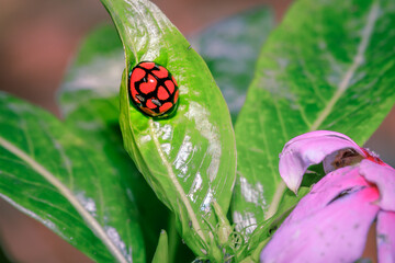 Lunate Ladybeetle (Cheilomenes lunata), Cape Town, South Africa