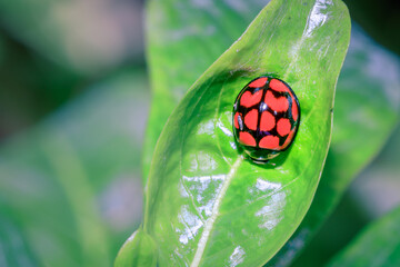 Lunate Ladybeetle (Cheilomenes lunata), Cape Town, South Africa © Ava Peattie