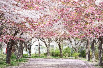Naklejka premium blossom in spring