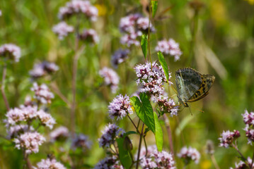 Silver-washed Fritillary butterfly (Argynnis paphia) sitting on light pink flower in Zurich, Switzerland