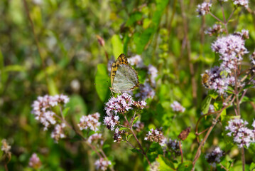 Silver-washed Fritillary butterfly (Argynnis paphia) sitting on light pink flower in Zurich, Switzerland