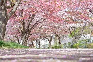 Deurstickers cherry blossom © 泰輝 川崎