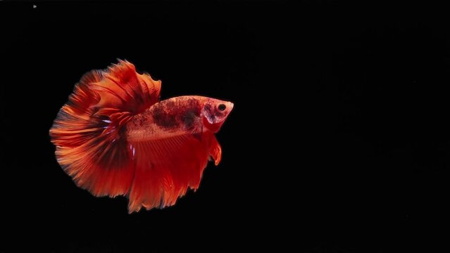 red color Siamese fighting fish (betta fish) with beautiful swimming in slow motion on black background

