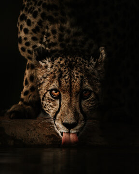 Cheetah tears
