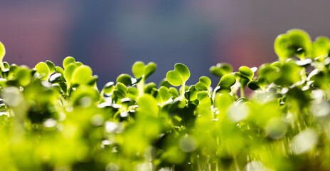 microgreens growing in pot healthy eco food
