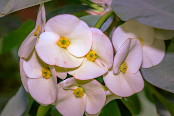 (Euphorbia milii) Crown of thorns flower during spring, Cape Town, South Africa