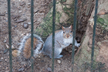 Cute squirrel behind a fence. Looking at the camera. London