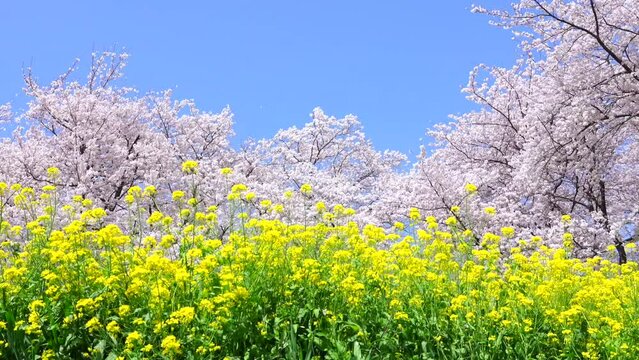 ソメイヨシノと菜の花の満開の風景