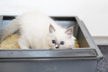 Ragdoll Kitten schaut aus Katzenklo © Heidi Bollich