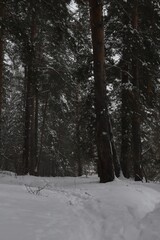 Winter pine forest in snowfall. Deep snow in a pine forest. Winter natural background. Forest landscape in snowfall.