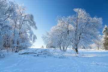schneebededeckte bäume mit blauem himmel