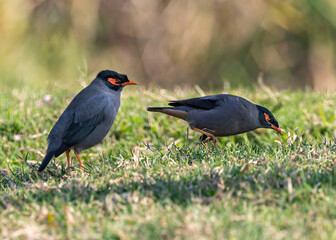 Bank Myna in field looking for food