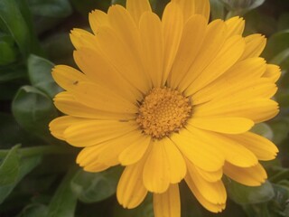 yellow dahlia flower