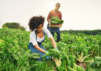 It was a great season for spinach. Shot of an attractive young female farmer working the fields...