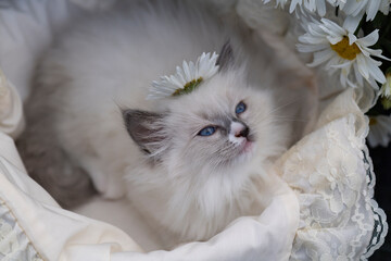Ragdoll Kittenliegt in Puppenwagen