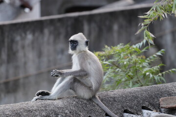 long macaque in the nature in sri lanka 