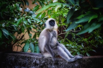 long macaque in the nature in sri lanka 