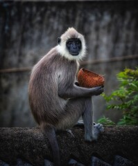 long macaque in the nature in sri lanka 