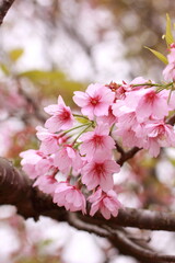 Obraz premium 日本の春の風景、満開の桜がまとまって咲いているアップ