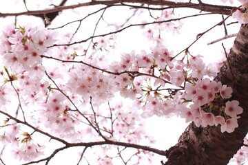 日本の春の風景、満開の桜がいっぱい咲く枝