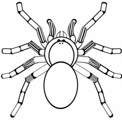 Black and white drawing of a Tarantula for coloring. Spooky poisonous spider. Insect for coloring book. Vector illustration