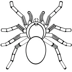 Black and white drawing of a Tarantula for coloring. Spooky poisonous spider. Insect for coloring book. Vector illustration