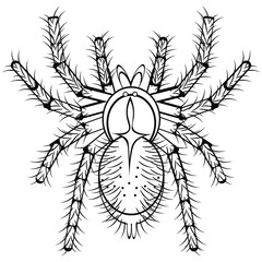 Black and white drawing of a shaggy tarantula for coloring. Insect for coloring book. Creepy poisonous spider. Vector illustration