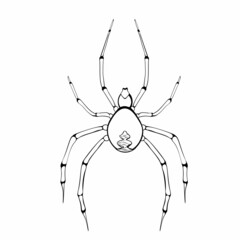 Black and white drawing of a Black widow spider for coloring. Insect for coloring book. Creepy poisonous spider. Vector illustration