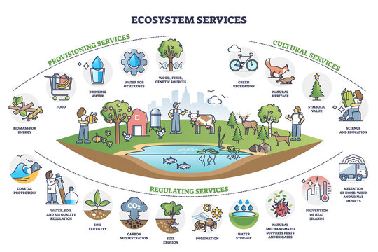 Ecosystem services with subdivision categories collection outline diagram. Labeled educational provisioning, cultural and regulating elements with detailed environmental list vector illustration.