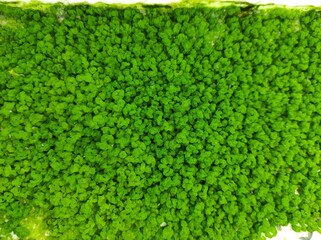 green moss like the contents of the human brain growing on hydroponic pipes