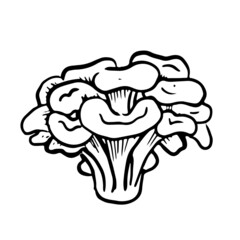 Maitake mushroom illustration. Grifola frondosa isolated on white background. 