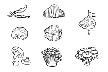Set of hand drawn medicinal mushrooms. Chaga, reishi, shitaki, cordyceps, turkey tail and lions mane mushroom illustration. 