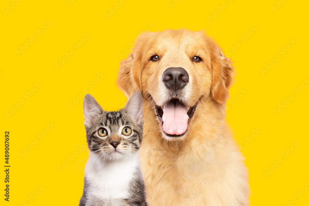 Wall mural golden retriever dog and cat portrait together on yellow background