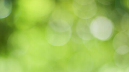 Plakat Sunny abstract green nature background, Blur park with bokeh light , nature, garden, spring and summer season