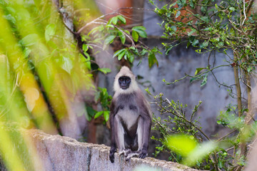 monkey in the nature in sri lanka 