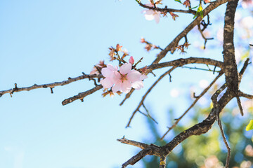 Detalle de arbol con flores. Pequeña flor rosa en el arbol. Almendro o cerezo en flor.