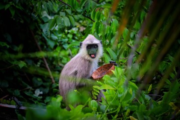 Obraz premium monkey in the nature in sri lanka 