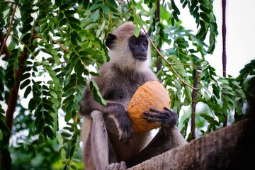 monkey in the nature in sri lanka 