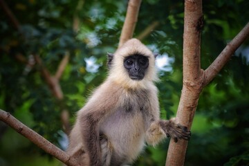 monkey in the nature in sri lanka 