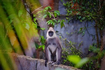 monkey in the nature in sri lanka 