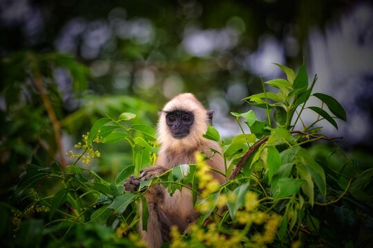 monkey in the nature in sri lanka 