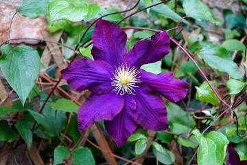 lush and large dark purple or sapphire-blue 'Daniel Deronda' Clematis
