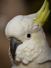 portrait of a cockatoo
