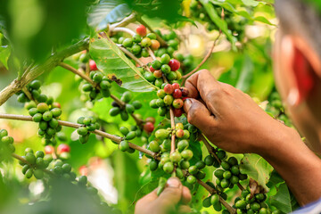 Naklejka na ściany i meble farmer Hands harvest coffee bean ripe Red berries plant fresh seed coffee tree growth in organic farm at Chiang Rai Thailand
