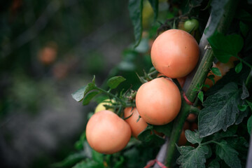 Fresh tomatoes from the organic orchard. Health food. The concept of health.