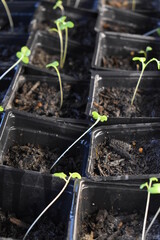 Garden Seedlings