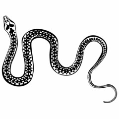 Obraz premium Black and white drawing of a venomous snake viper for coloring. Insect for coloring book. Vector illustration