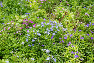Obraz na płótnie Canvas Beautiful blue lobelia flower close up in garden