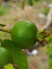 Young green guava on tree